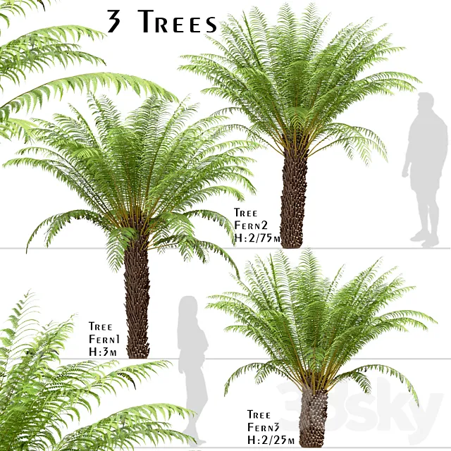 Set of Tree Fern Trees (Dicksonia antarctica) (3 Trees) 3ds Max