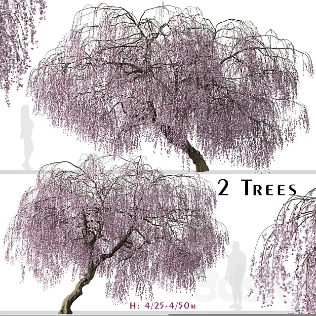 Set of Weeping Cherry Tree (Prunus pendula) (2 Trees) 3ds Max