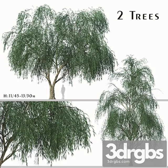 Set Of Willow Acacia Tree Acacia Salicina 2trees 3dsmax Download