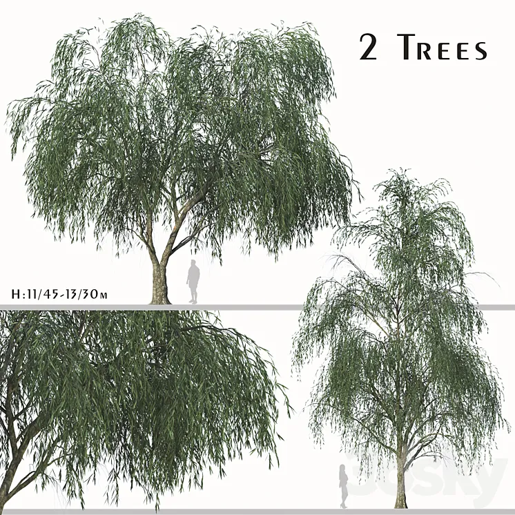 Set of Willow Acacia Tree (Acacia Salicina) (2Trees) 3DS Max