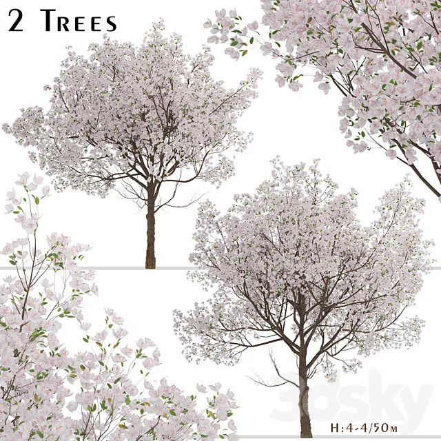 Set of Yoshino Cherry Trees (Prunus yedoensis) (2 Trees) 3ds Max