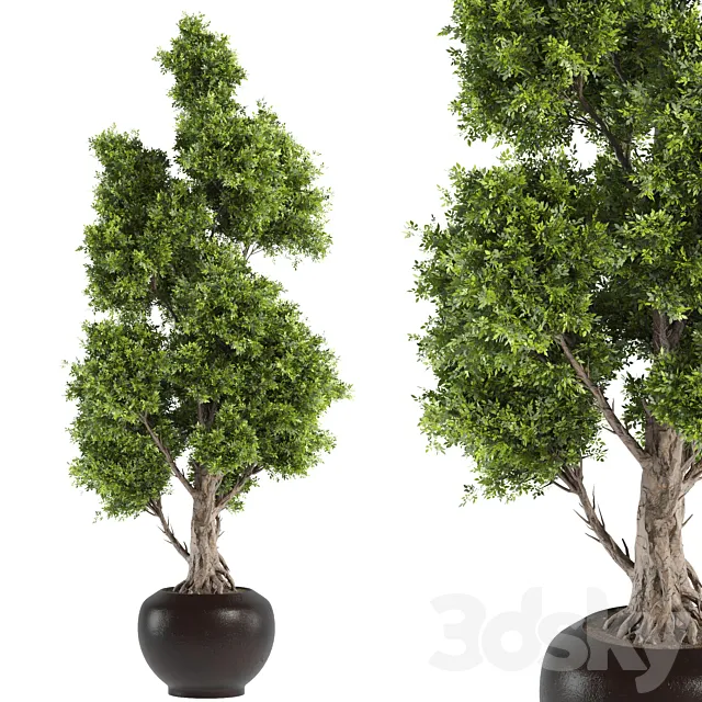 set10 indoor plant 3dsMax Model