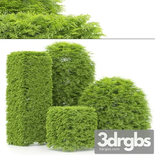 Shaped bush plants 02