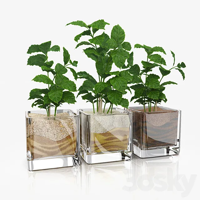 Shoots coffee tree in glass pots 3ds Max