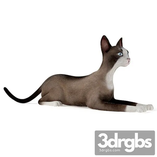 Siamese Cat 3dsmax Download