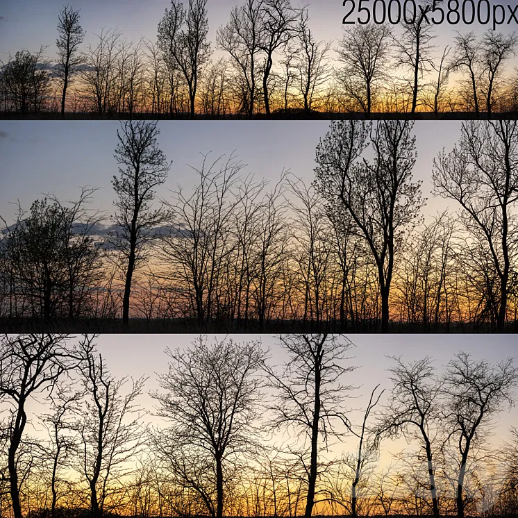 Silhouettes of trees at sunset. Panorama 3DS Max