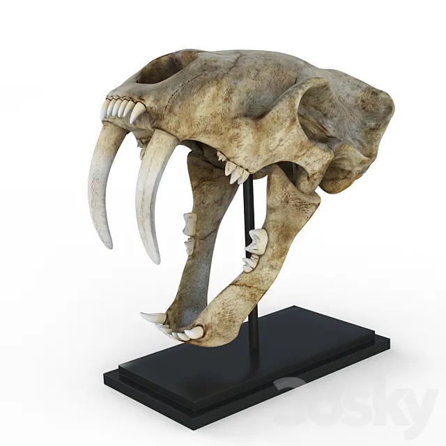 Skull of saber-toothed tiger 3DSMax File
