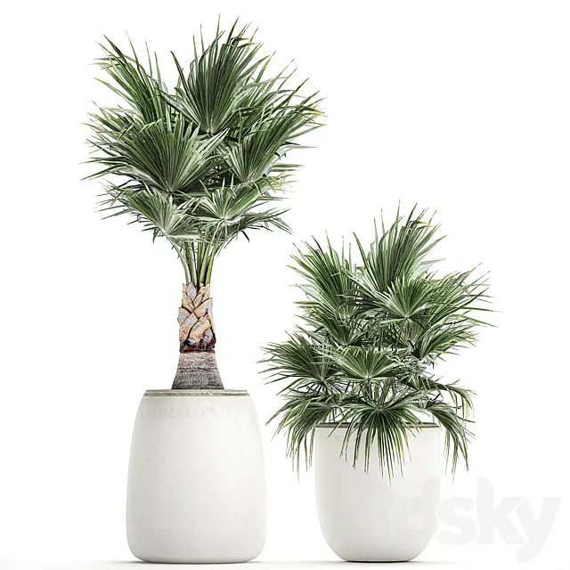 Small beautiful decorative fan palms in white pots.  Set 817. 3ds Max