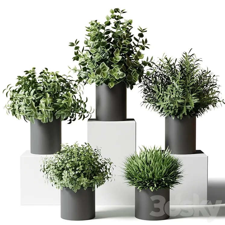 Small indoor plants in pots in the kitchen 3DS Max