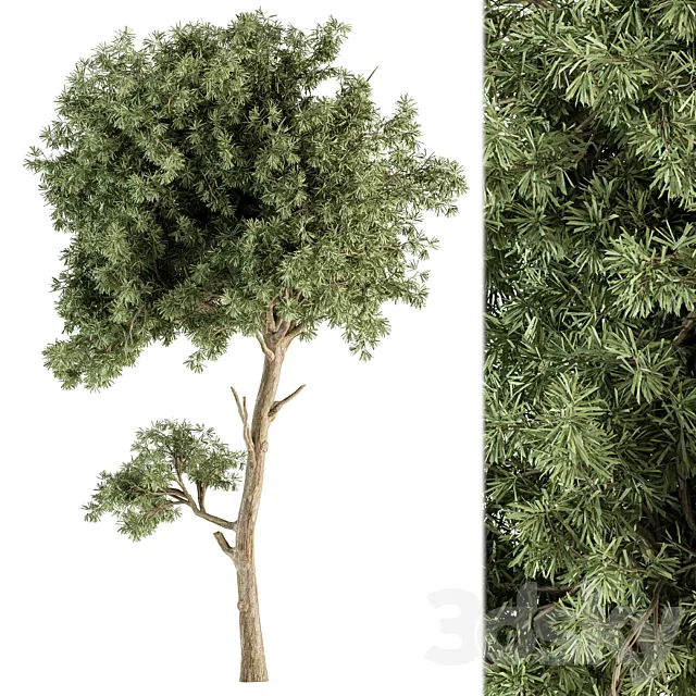 Small Tree Green Maple Needle – Set 71 3DSMax File