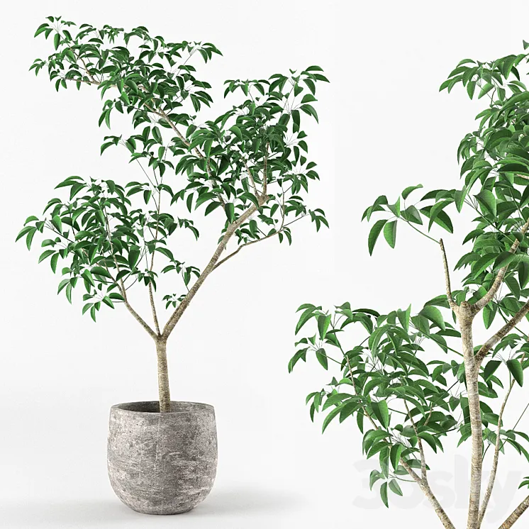 Small tree in pot 3DS Max