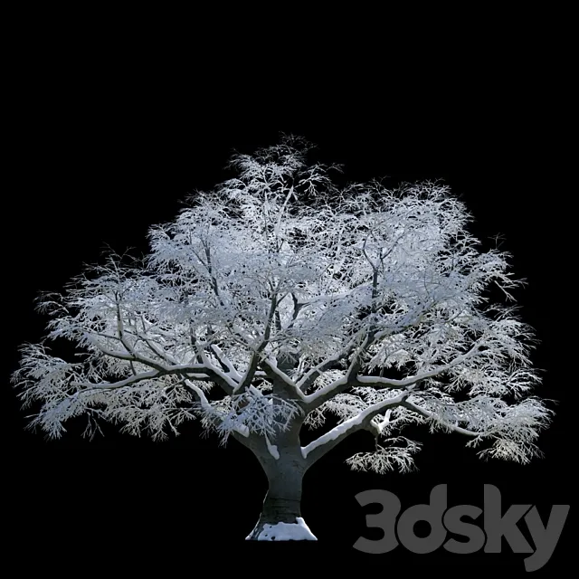 Snow-covered trees beech 3ds Max