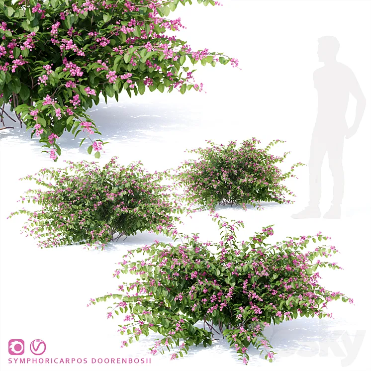 Snowberry Dorenbose bush | Symphoricarpos doorenbosii 3DS Max