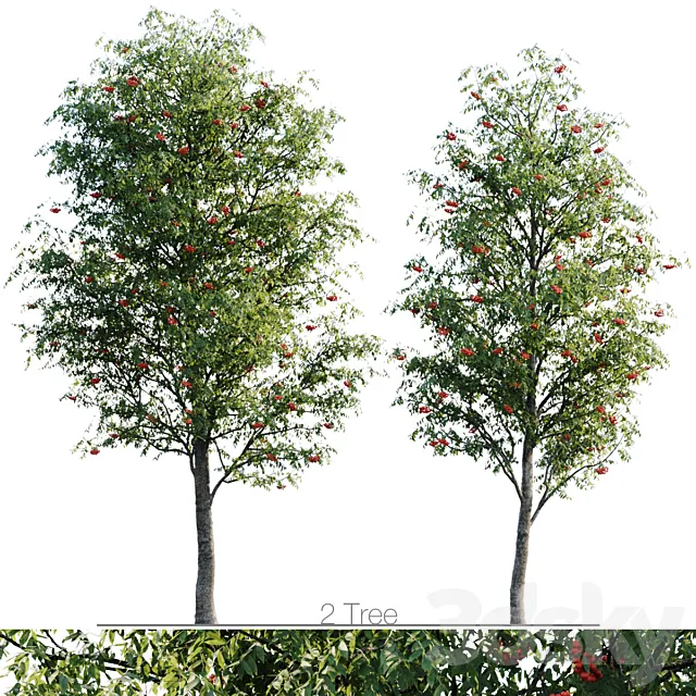 Sorbus 4.5m and 3.8m 3ds Max