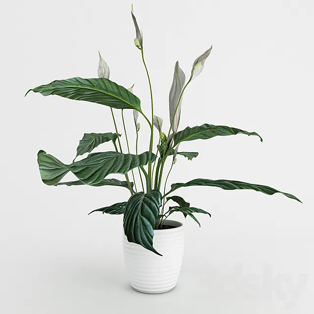 Spathiphyllum 3DSMax File