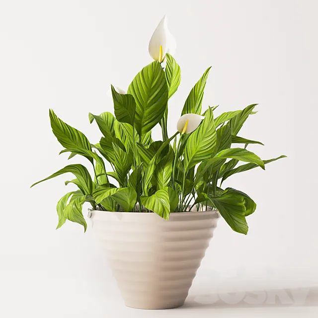 Spathiphyllum plant 2 3DS Max Model