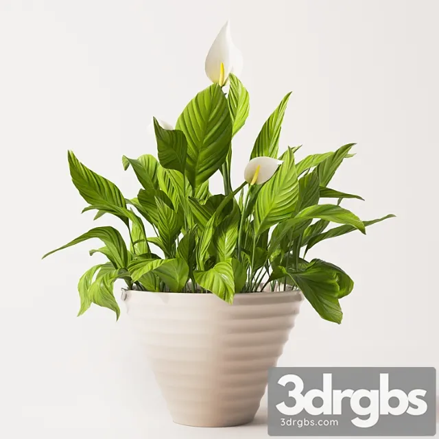 Spathiphyllum plant 2