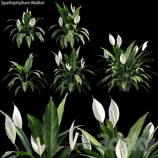 Spathiphyllum Wallisii 01 3DSMax File