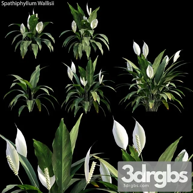 Spathiphyllum wallisii 01