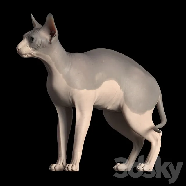 Sphynx cat 3ds Max