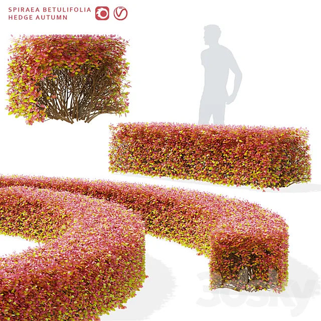 Spiraea birch-leaved hedge | Spiraea betulifolia autumn 3DS Max Model