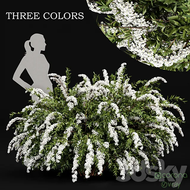 Spiraea cinerea 3 Material Grefsheim flowering shrub 3ds Max