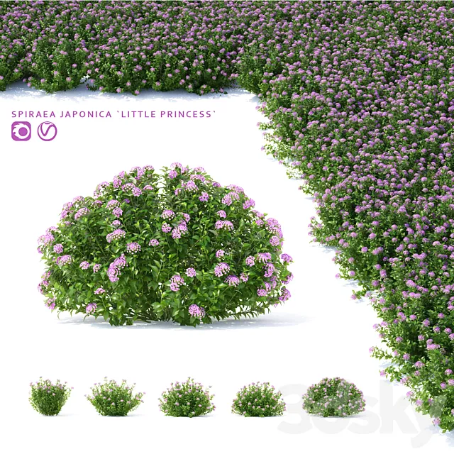 Spiraea japanese bushes | Spiraea japonica Little Princess 3DSMax File