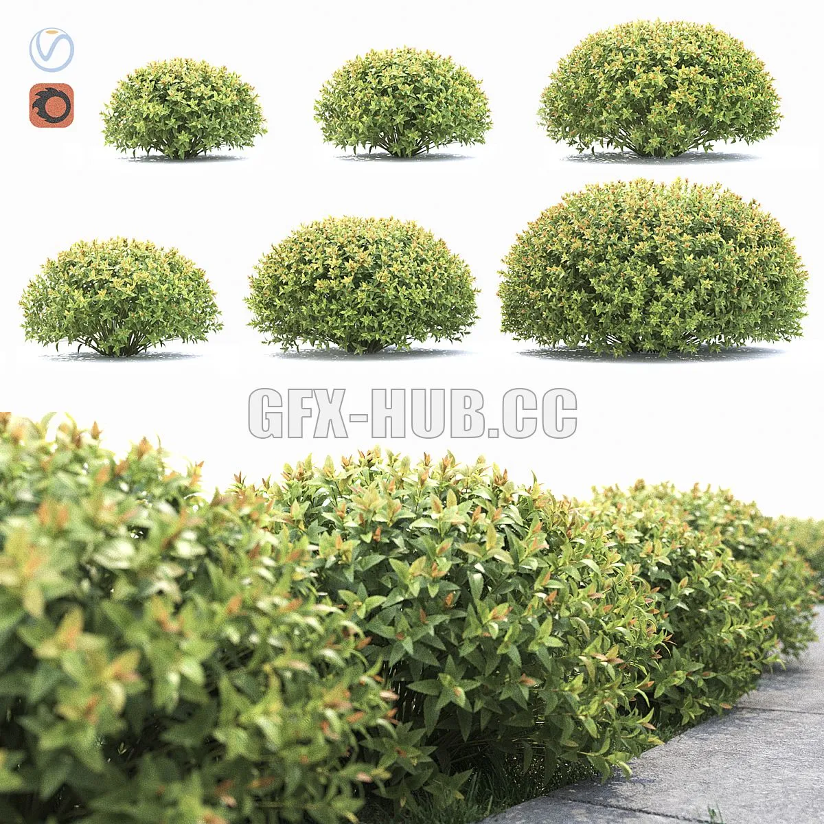 Spiraea japonica 3dsMax Model