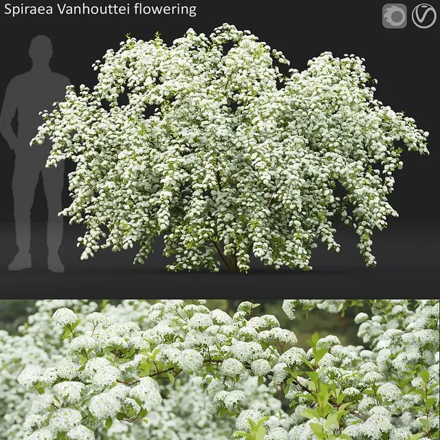 Spiraea Vanhouttei 3dsMax Model