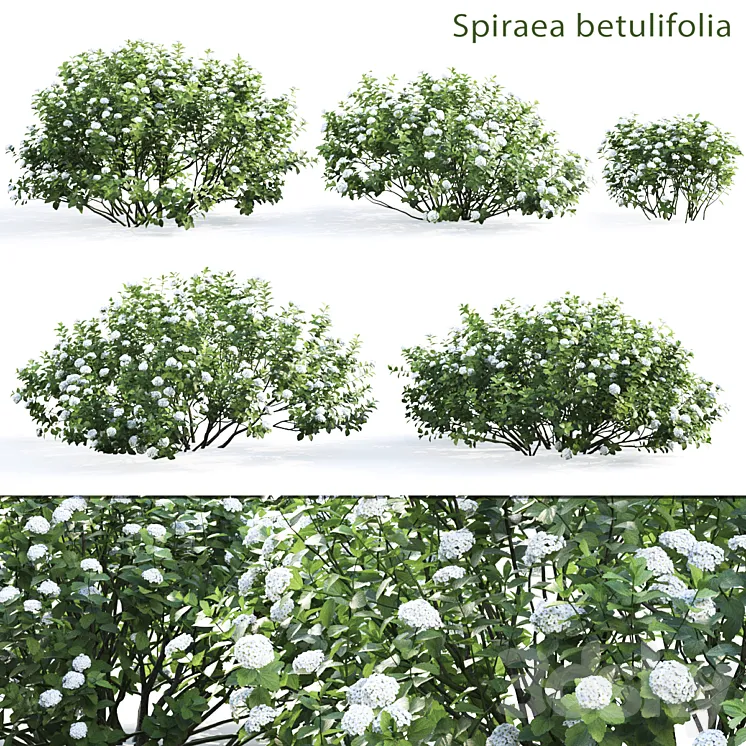 Spirea betulifolia 3DS Max