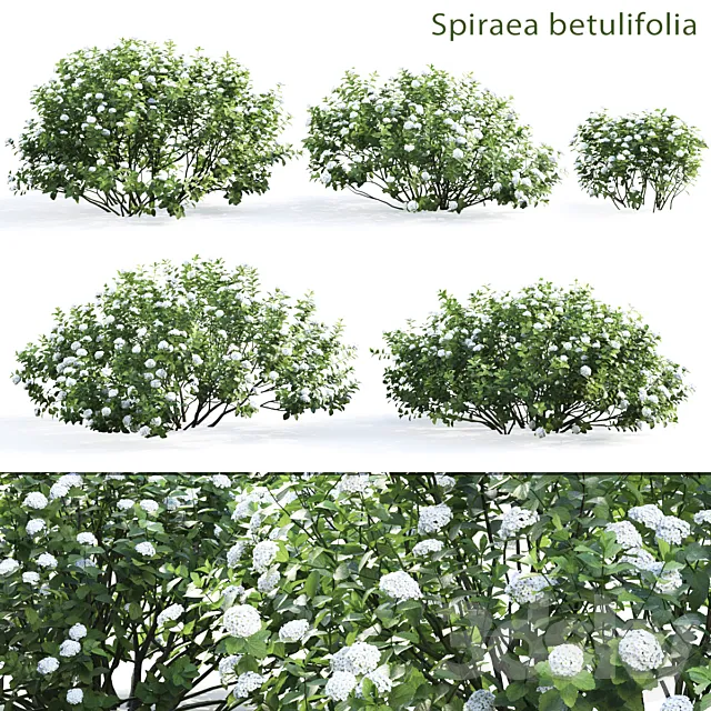 Spirea betulifolia 3DSMax File