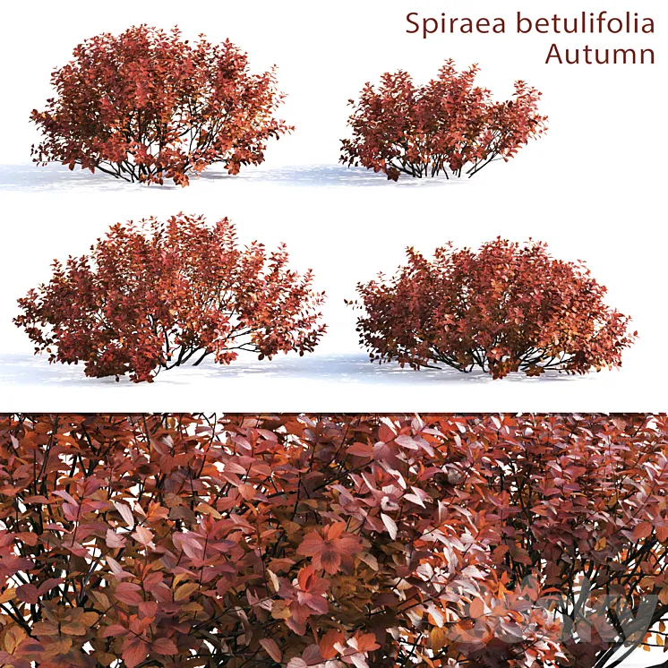 Spirea betulifolia (Autumn) 3DS Max