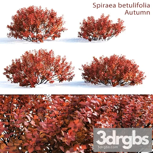 Spirea betulifolia (autumn)
