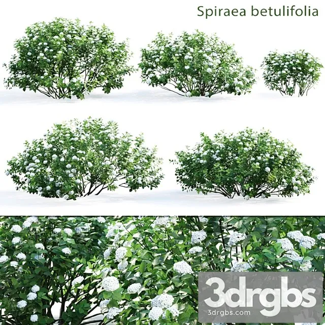 Spirea betulifolia