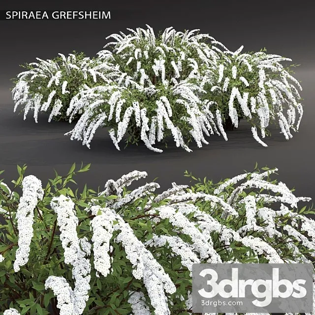 Spirea grefsheim