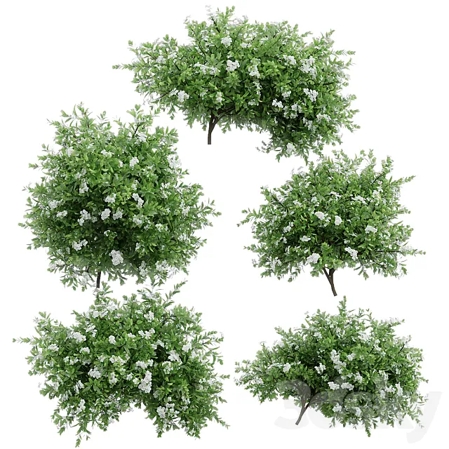 Spirea plant bushes. 5 models 3ds Max