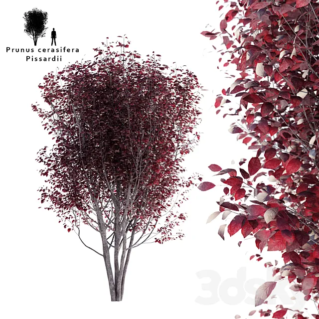 Spread plum | Prunus cerasifera pissardii 3DS Max Model