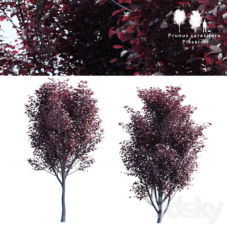 Spread spread 2 trees | Prunus pissardii 3DS Max