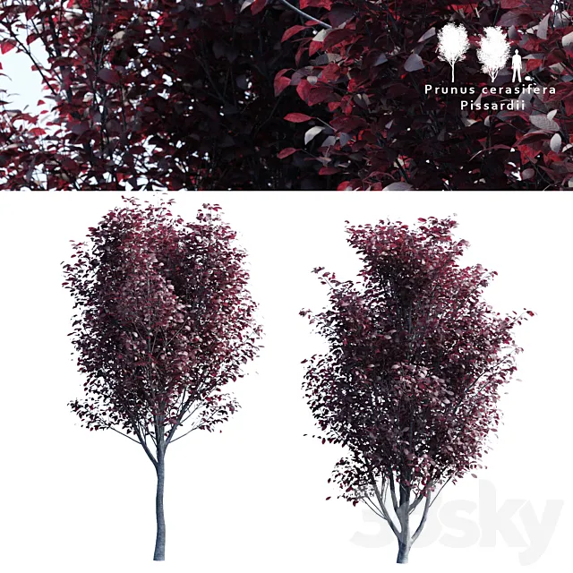 Spread spread 2 trees | Prunus pissardii 3DSMax File