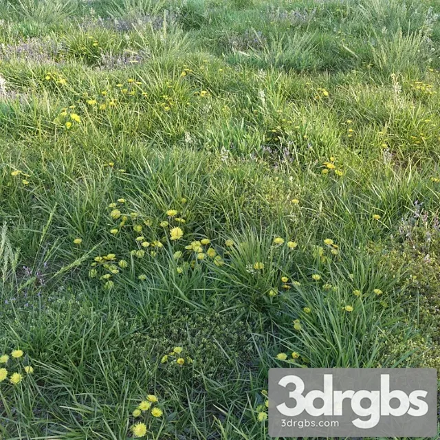 Spring Grass with Dandelions 3dsmax Download