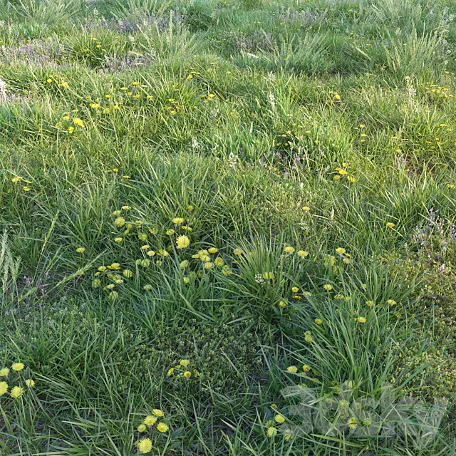 Spring grass with dandelions 3DS Max Model