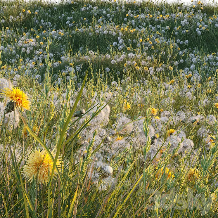 Spring summer field grass with white and yellow dandelions 3DS Max Model