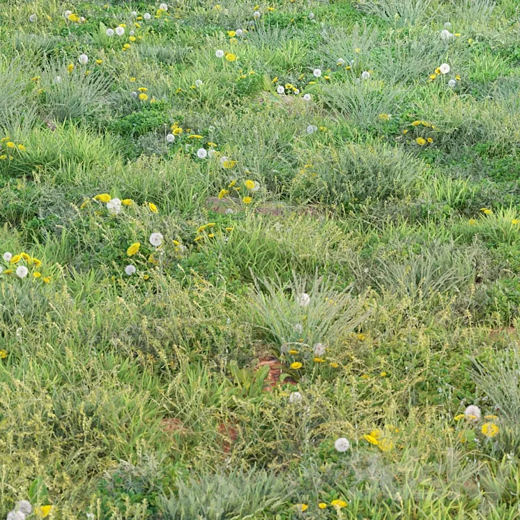 spring summer grass 3DS Max