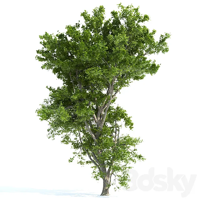 Spring tree_1 3ds Max