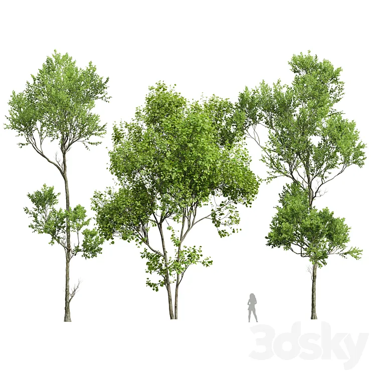 spring trees 3DS Max Model