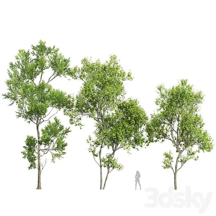 Spring trees Acer Saccharinum and Fagus Grandifolia 3DS Max Model