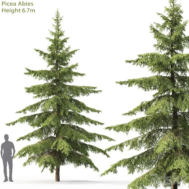 Spruce 002 3dsMax Model