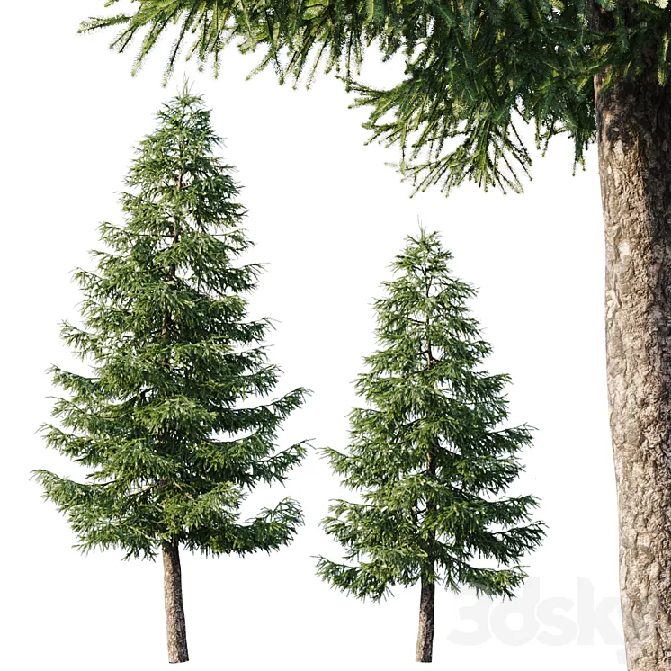 Spruce (125m and 95m) 3DS Max