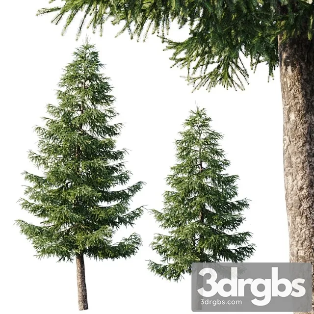 Spruce (12,5m and 9,5m)