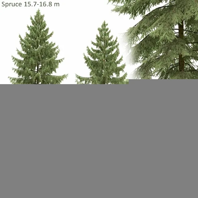 Spruce 2